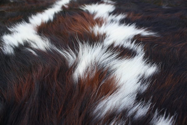 Peau de vache normande tachetée – Image 2