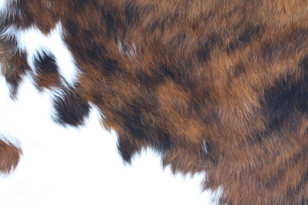Peau de vache normande foncée – Image 2