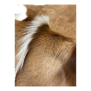 visuel-peau-de-springbok-naturelle