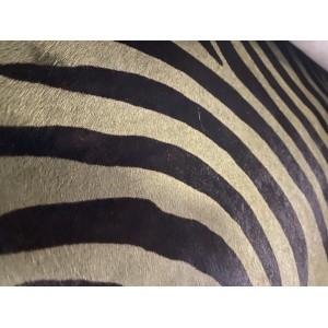 peau de vache kaki zèbre