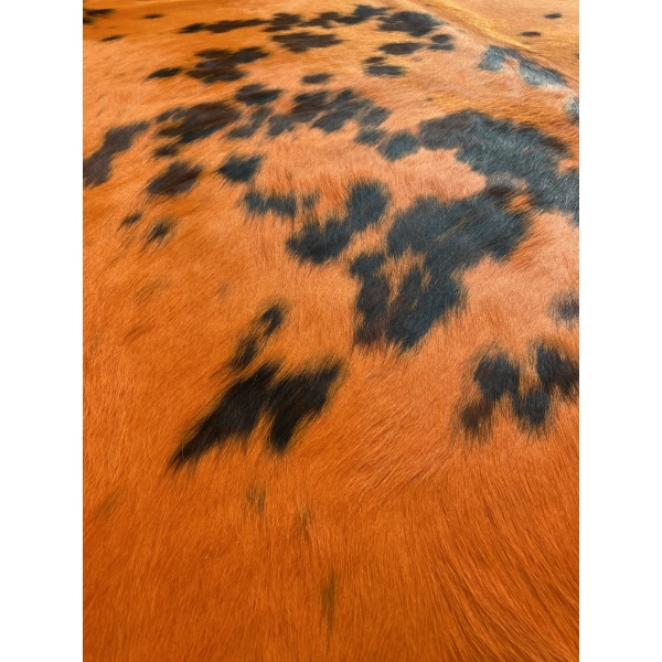 Peau de vache normande orange – Image 3