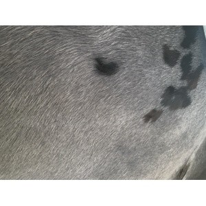 tapis peau de vache gris