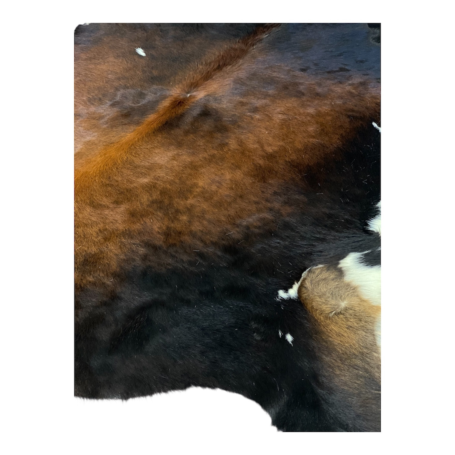 peau-de-vache-normande-foncée-visuel