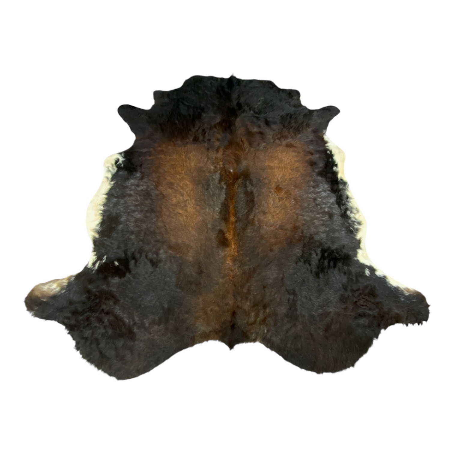 vache-type-salers-poil-long