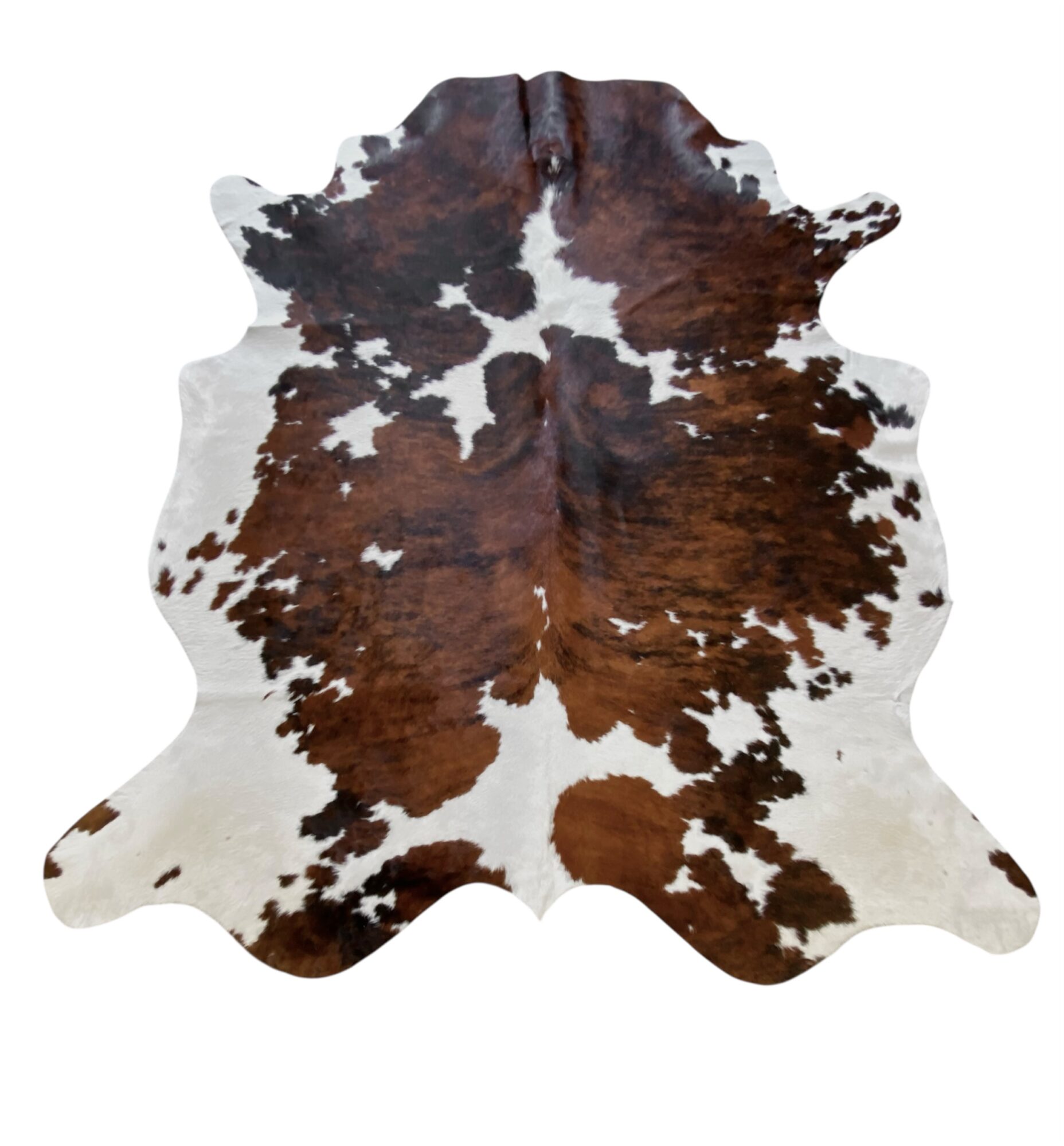 vache-normande-classique