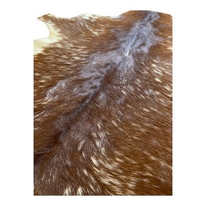 visuel-chevre-marron